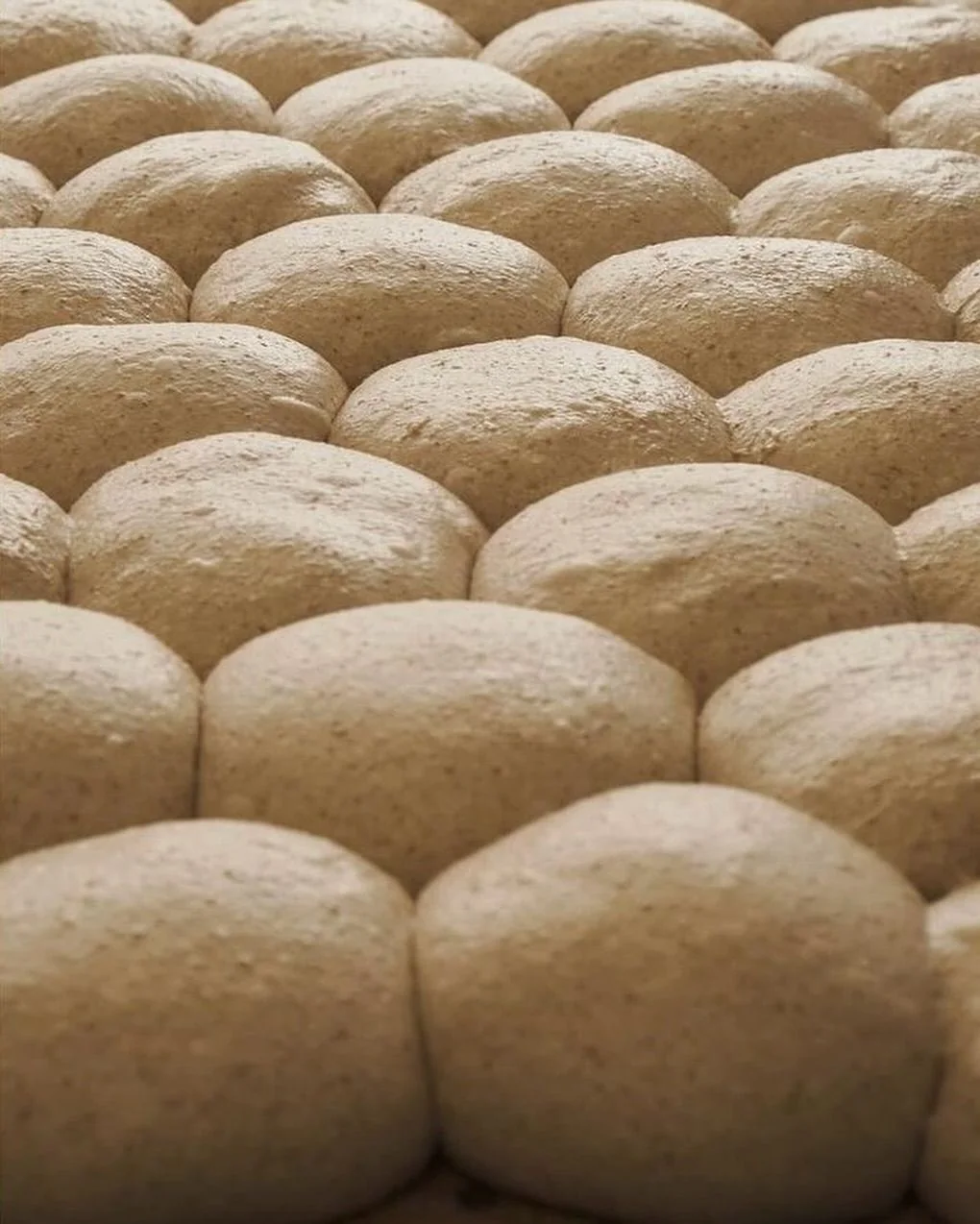 Rows of dough portions proofing in the bakery
